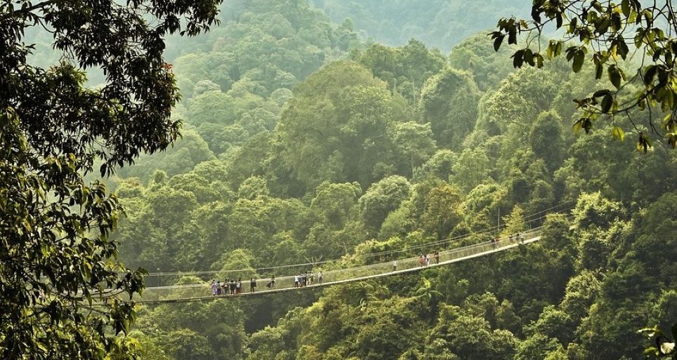 Jembatan gantung di atas hutan tropis Indonesia, simbol ekosistem yang rentan terhadap deforestasi dan krisis iklim